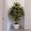 Fast Growing Trees Lady Palm Tree 1 Fast Growing Trees Lady Palm Tree