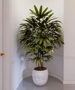 Fast Growing Trees Lady Palm Tree