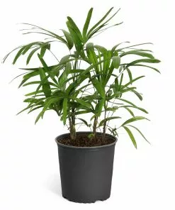 Fast Growing Trees Lady Palm Tree 21 Fast Growing Trees Lady Palm Tree