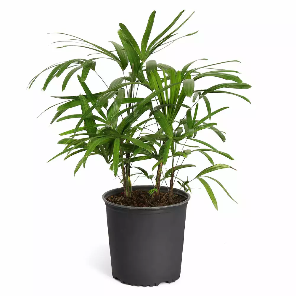 Fast Growing Trees Lady Palm Tree 12 Fast Growing Trees Lady Palm Tree
