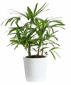 Fast Growing Trees Lady Palm Tree 19 Fast Growing Trees Lady Palm Tree