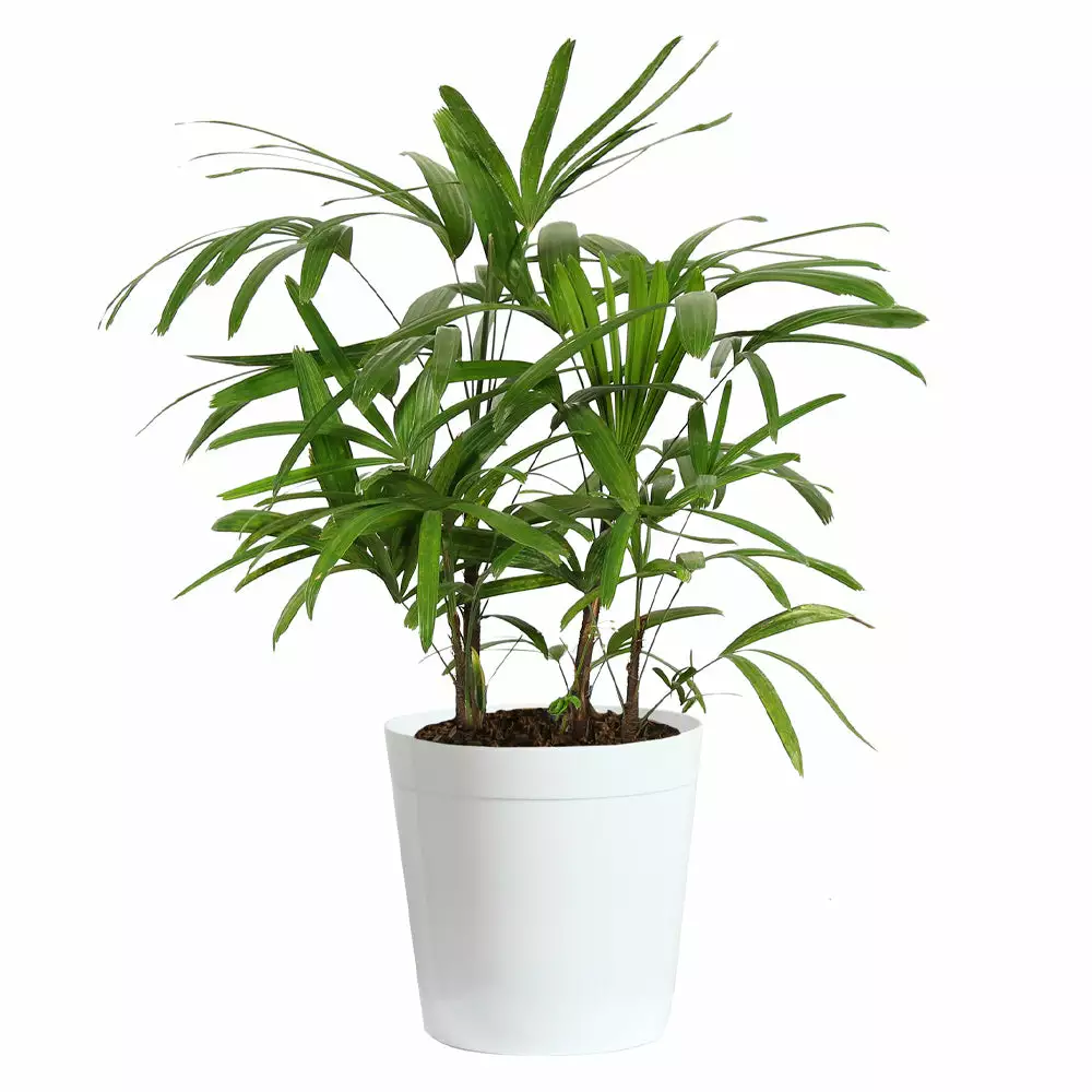 Fast Growing Trees Lady Palm Tree 10 Fast Growing Trees Lady Palm Tree