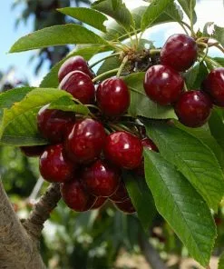 Fast Growing Trees Cherry Trees Lapins Cherry Tree