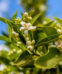 Fast Growing Trees Lane Late Navel Orange 9 Fast Growing Trees Lane Late Navel Orange