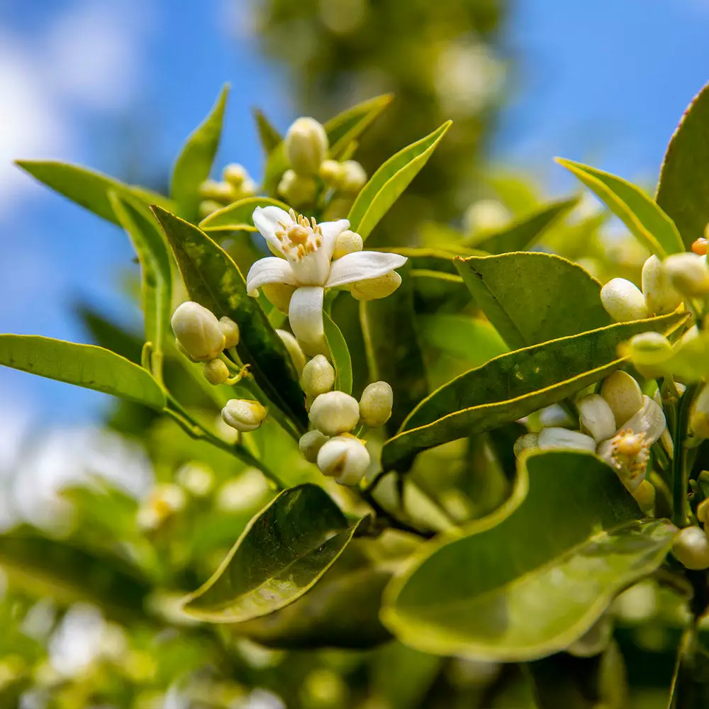 Fast Growing Trees Lane Late Navel Orange 5 Fast Growing Trees Lane Late Navel Orange