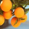 Fast Growing Trees Lane Late Navel Orange