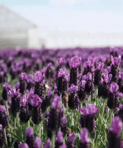 Fast Growing Trees Lavender Standard Topiary Tree 7 Fast Growing Trees Lavender Standard Topiary Tree