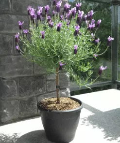 Fast Growing Trees Lavender Standard Topiary Tree