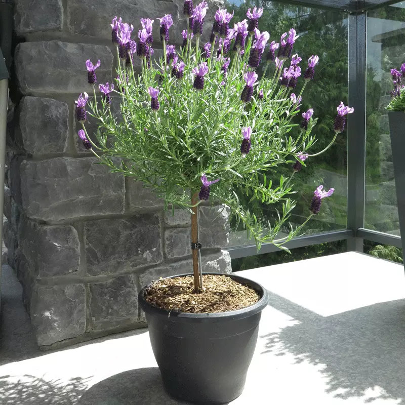 Fast Growing Trees Lavender Standard Topiary Tree 4 Fast Growing Trees Lavender Standard Topiary Tree