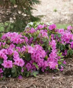 Fast Growing Trees Azalea Shrubs Bloom-A-Thon® Lavender Azalea Shrub