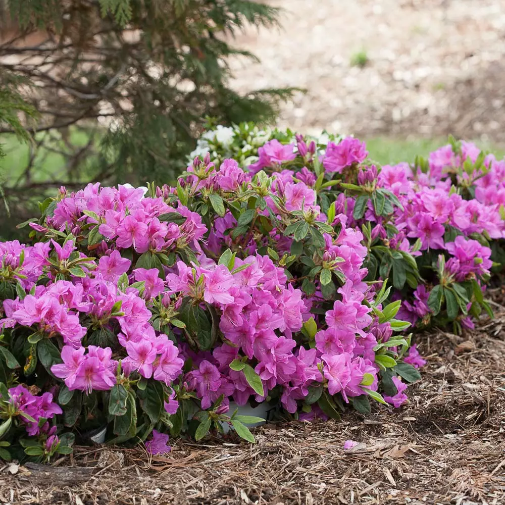 Fast Growing Trees Azalea Shrubs Bloom-A-Thon® Lavender Azalea Shrub 4 Fast Growing Trees Azalea Shrubs Bloom-A-Thon® Lavender Azalea Shrub