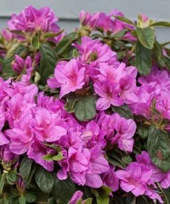 Fast Growing Trees Azalea Shrubs Bloom-A-Thon® Lavender Azalea Shrub 10 Fast Growing Trees Azalea Shrubs Bloom-A-Thon® Lavender Azalea Shrub