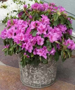 Fast Growing Trees Azalea Shrubs Bloom-A-Thon® Lavender Azalea Shrub 9 Fast Growing Trees Azalea Shrubs Bloom-A-Thon® Lavender Azalea Shrub