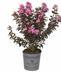 Fast Growing Trees Crape Myrtles Black Diamond® Lavender Lace™ Crape Myrtle Tree 9 Fast Growing Trees Crape Myrtles Black Diamond® Lavender Lace™ Crape Myrtle Tree