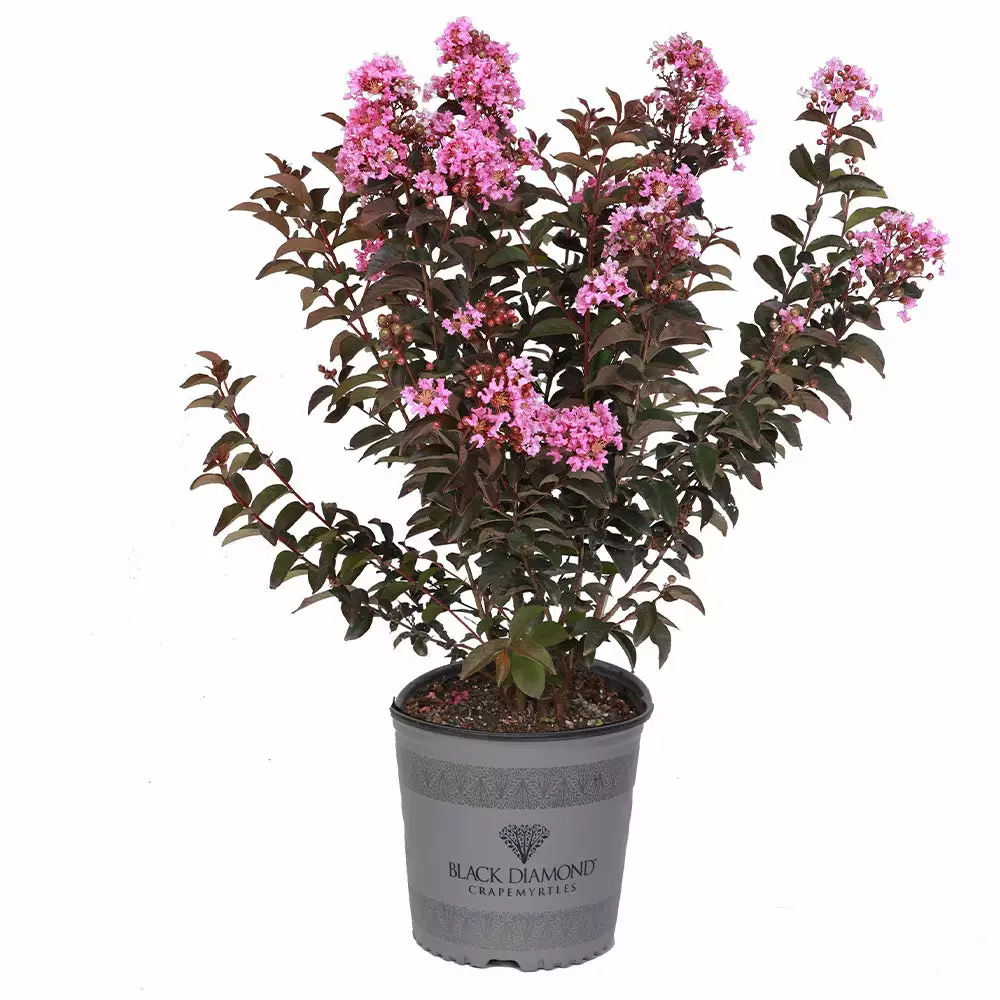 Fast Growing Trees Crape Myrtles Black Diamond® Lavender Lace™ Crape Myrtle Tree 6 Fast Growing Trees Crape Myrtles Black Diamond® Lavender Lace™ Crape Myrtle Tree