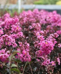 Fast Growing Trees Crape Myrtles Black Diamond® Lavender Lace™ Crape Myrtle Tree 8 Fast Growing Trees Crape Myrtles Black Diamond® Lavender Lace™ Crape Myrtle Tree