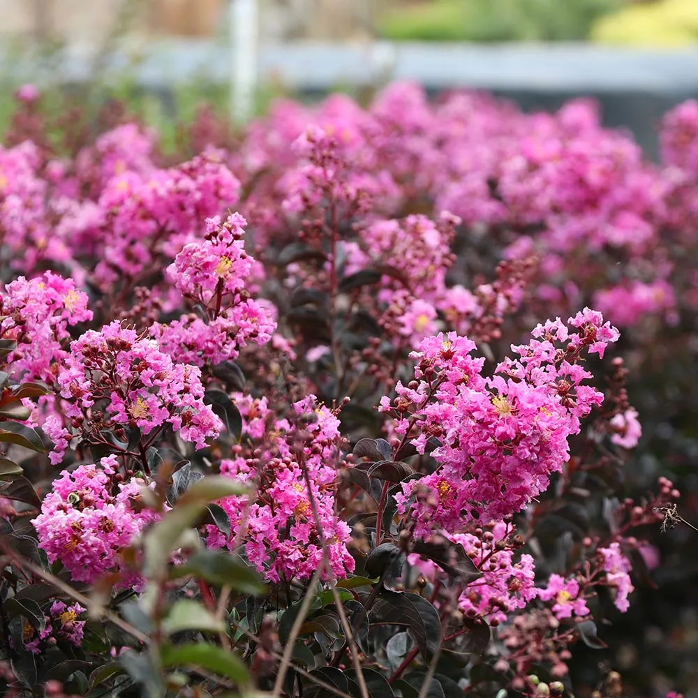 Fast Growing Trees Crape Myrtles Black Diamond® Lavender Lace™ Crape Myrtle Tree 5 Fast Growing Trees Crape Myrtles Black Diamond® Lavender Lace™ Crape Myrtle Tree