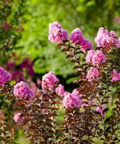 Fast Growing Trees Crape Myrtles Black Diamond® Lavender Lace™ Crape Myrtle Tree