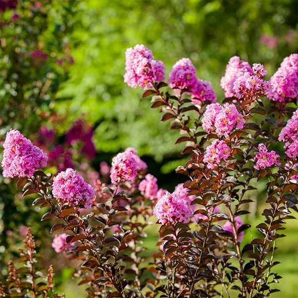 Fast Growing Trees Crape Myrtles Black Diamond® Lavender Lace™ Crape Myrtle Tree 3 Fast Growing Trees Crape Myrtles Black Diamond® Lavender Lace™ Crape Myrtle Tree