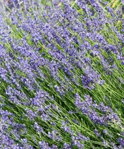 Fast Growing Trees Munstead Lavender See All Shrubs & Hedges