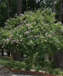 Fast Growing Trees Purple Flowers Lavender Rose Of Sharon Althea Tree