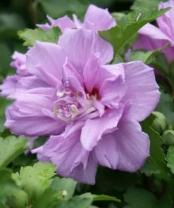 Fast Growing Trees Purple Flowers Lavender Rose Of Sharon Althea Tree 7 Fast Growing Trees Purple Flowers Lavender Rose Of Sharon Althea Tree