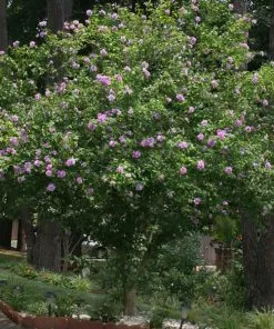 Fast Growing Trees Purple Flowers Lavender Rose Of Sharon Althea Tree