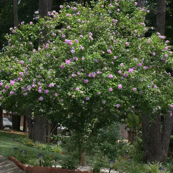 Fast Growing Trees Purple Flowers Lavender Rose Of Sharon Althea Tree 3 Fast Growing Trees Purple Flowers Lavender Rose Of Sharon Althea Tree