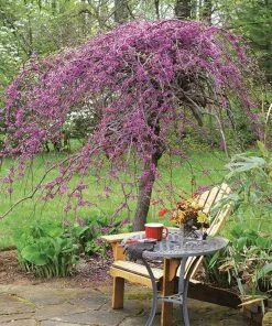 Fast Growing Trees Lavender Twist® Weeping Redbud Tree
