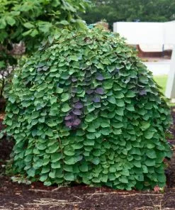 Fast Growing Trees Lavender Twist® Weeping Redbud Tree