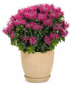 Fast Growing Trees ‘Leading Lady Razzberry’ Bee Balm 8 Fast Growing Trees ‘Leading Lady Razzberry’ Bee Balm