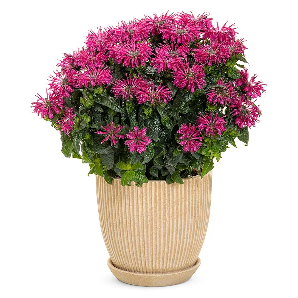 Fast Growing Trees ‘Leading Lady Razzberry’ Bee Balm 5 Fast Growing Trees ‘Leading Lady Razzberry’ Bee Balm