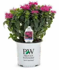 Fast Growing Trees ‘Leading Lady Razzberry’ Bee Balm 9 Fast Growing Trees ‘Leading Lady Razzberry’ Bee Balm