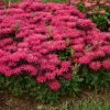 Fast Growing Trees âLeading Lady Razzberryâ Bee Balm 2 Fast Growing Trees âLeading Lady Razzberryâ Bee Balm