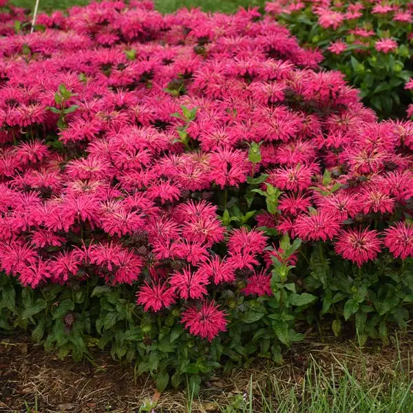 Fast Growing Trees ‘Leading Lady Razzberry’ Bee Balm 3 Fast Growing Trees ‘Leading Lady Razzberry’ Bee Balm