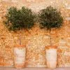 Fast Growing Trees Lecciana Olive Tree 2 Fast Growing Trees Lecciana Olive Tree