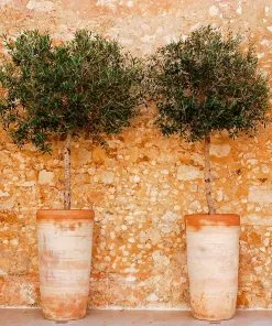 Fast Growing Trees Lecciana Olive Tree