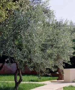 Fast Growing Trees Lecciana Olive Tree 10 Fast Growing Trees Lecciana Olive Tree