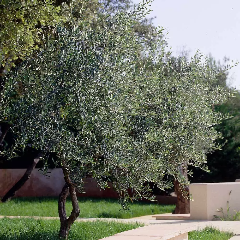 Fast Growing Trees Lecciana Olive Tree 6 Fast Growing Trees Lecciana Olive Tree