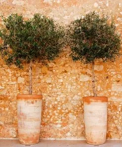 Fast Growing Trees Lecciana Olive Tree