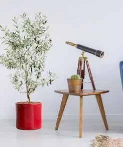 Fast Growing Trees Leccino Olive Tree Olive Trees