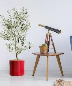 Fast Growing Trees Leccino Olive Tree Olive Trees