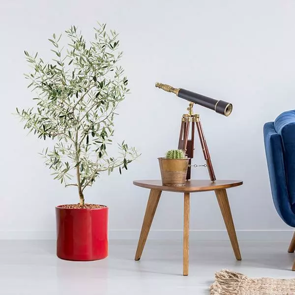 Fast Growing Trees Olive Trees Leccino Olive Tree 3 Fast Growing Trees Olive Trees Leccino Olive Tree