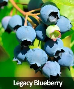 Fast Growing Trees 3-in-1 Blueberry Bush (Northern Highbush) Blueberry Bushes 9 Fast Growing Trees 3-in-1 Blueberry Bush (Northern Highbush) Blueberry Bushes