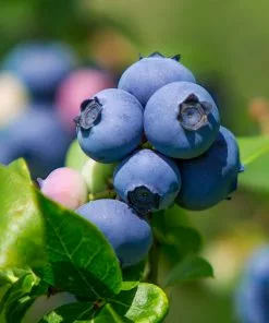 Fast Growing Trees Legacy Blueberry Bush 10 Fast Growing Trees Legacy Blueberry Bush