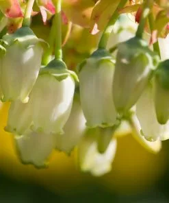 Fast Growing Trees Legacy Blueberry Bush 11 Fast Growing Trees Legacy Blueberry Bush