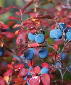 Fast Growing Trees Legacy Blueberry Bush 13 Fast Growing Trees Legacy Blueberry Bush