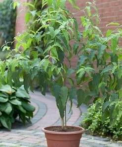 Fast Growing Trees Lemon Eucalyptus Tree 8 Fast Growing Trees Lemon Eucalyptus Tree