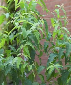 Fast Growing Trees Lemon Eucalyptus Tree 9 Fast Growing Trees Lemon Eucalyptus Tree