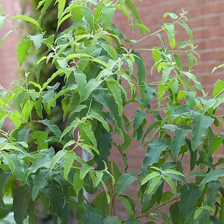 Fast Growing Trees Lemon Eucalyptus Tree 6 Fast Growing Trees Lemon Eucalyptus Tree